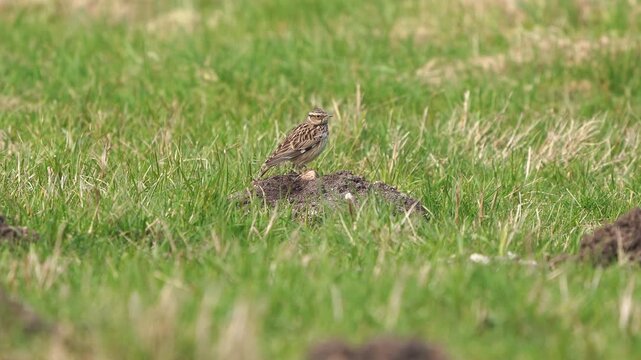 A tree pipit (Anthus trivialis) standing on a molehill.