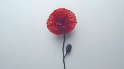 Single Red Poppy Flower Minimalist Botanical Illustration