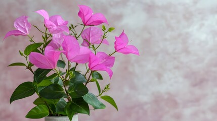 Vibrant Pink Bougainvillea Flowers in Vase Closeup