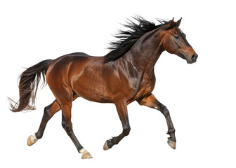 Naklejka premium Muscular bay horse with flowing mane and tail trots gracefully A I isolated on a transparent background