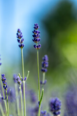 Nahaufnahme von wunderschönem Lavendel