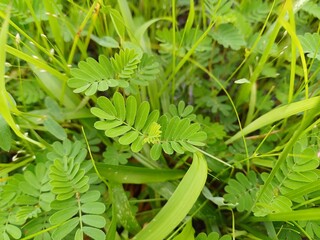 green grass with water drops. green background. 