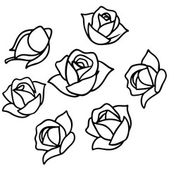 rose-petals-scattered-on-white-paper--soft-shadows