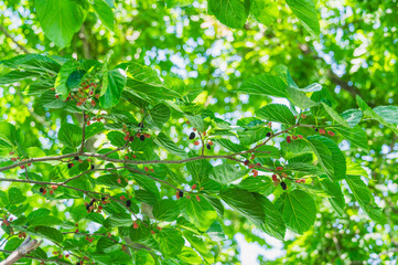 初夏の桑の木　実った果実