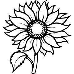 vintage-sunflower-botanical-drawing
