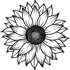 vintage-sunflower-botanical-drawing