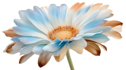 Fototapeta premium Stunning Pastel Blue and Brown Gerbera Daisy Flower Closeup