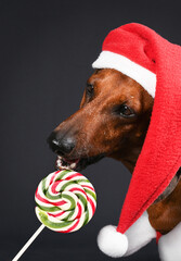 dog with candy cane
