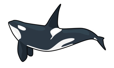 Obraz premium orca whale mammal with white background separate