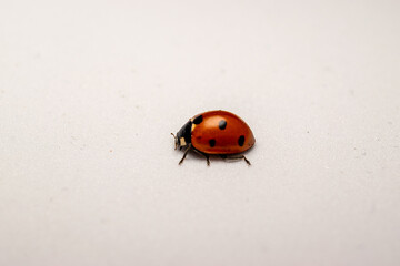 ladybug on a white background
