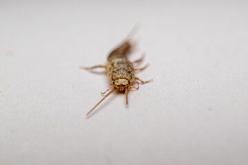 Silverfish macro