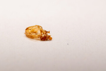 Shed Exoskeleton of Bed Bug (Cimex lectularius) – Detailed Macro Shot on White Background