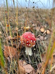 fly agaric mushroom