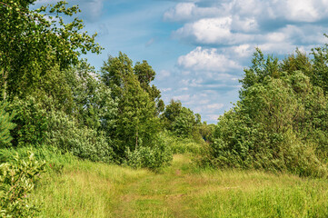 A forest road against the backdrop of trees bending in the wind. Sunny wind landscape.