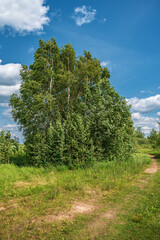 A forest road against the backdrop of trees bending in the wind. Sunny wind landscape.