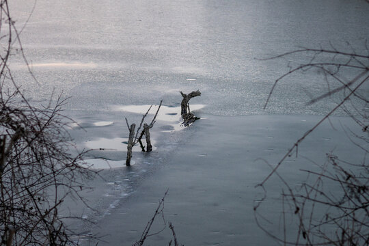 tree in frozen lake (looks like nessy)
