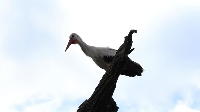 White stork (Ciconia ciconia) clattering its beak in natural habitat. Iconic non-vocal courtship sound, filmed close-up in wild. Ideal for nature documentaries and wildlife projects.
