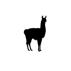 Fototapeta premium Peruvian llama silhouette. Elegant llama silhouette perfect for Peruvian Independence Day designs. This llama silhouette is ideal for postcards, invitations,