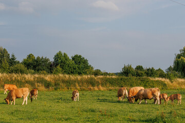 Sommerzeit im Münsterland