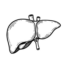 Medical illustration of human liver anatomy. Detailed drawing shows liver structure and internal organs.  This detailed image is perfect for medical textbooks, educational materials,