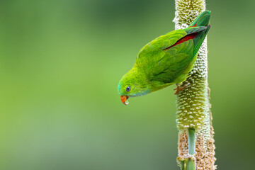 Vernal hanging parrot on