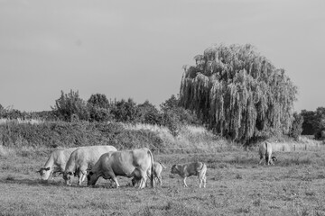 Sommerzeit im Münsterland