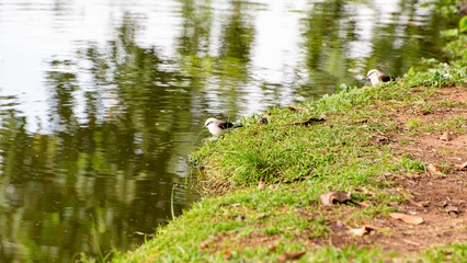 Widowbird or washerwoman, bird (Fluvicola nengeta) around a lake in Brazil, selective focus.