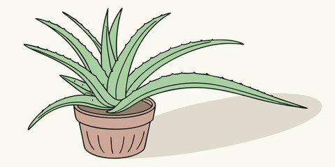 aloe vera plant in pot