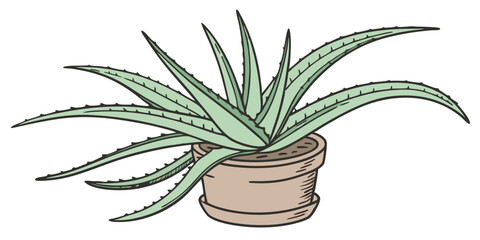aloe vera plant in a pot