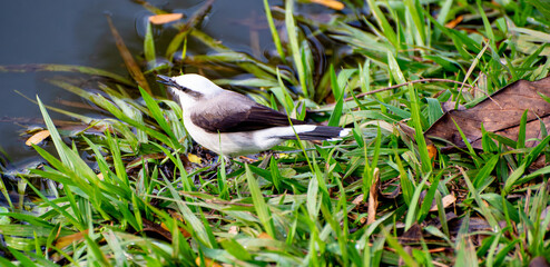 Widowbird or washerwoman, bird (Fluvicola nengeta) around a lake in Brazil, selective focus.