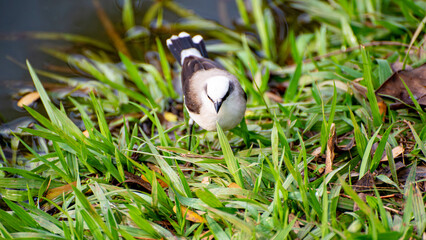 Widowbird or washerwoman, bird (Fluvicola nengeta) around a lake in Brazil, selective focus.