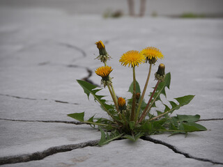Resilient Yellow Dandelions Growing Through Cracks in Gray Concrete