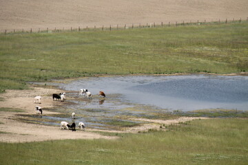 Some Farm Cattle Drinking from a Parkland Pond.
