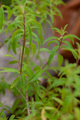 vettyver in the garden 