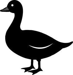 White duck or goose, a beautiful wild waterfowl, isolated on a clean background