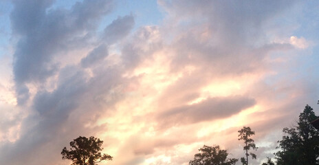 Cotton Candy Sunset Behind Silhouetted Tree
