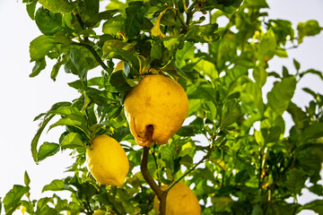 Lemon tree with ripe fruit, Corsica