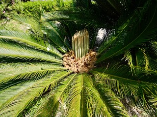 A female reproductive structure with seeds of Japanese sago palm, sago palm, king sago or sago...