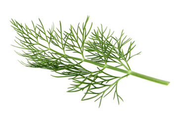   delicate sprig of dill on a pristine isolated on white background PNG, AI GENERATED