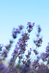Lavender blooming. Lavender flowers close-up with selective focus. Purple flowers on a sunny day....