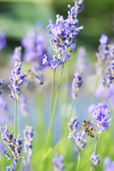 Fototapeta premium Lavender blooming. Lavender flowers close-up with selective focus. Purple flowers on a sunny day. Beautiful summer lavender wildflowers on farm fields. Park. Lavender bushes, nature background