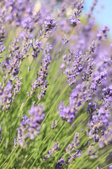 Obraz premium Lavender blooming. Lavender flowers close-up with selective focus. Purple flowers on a sunny day. Beautiful summer lavender wildflowers on farm fields. Park. Lavender bushes, nature background