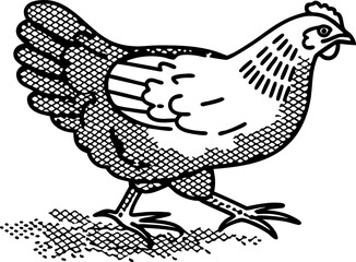Obraz premium Vintage chicken illustration, walking hen, sketch drawing in black and white, rustic farm animal, poultry icon
