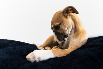 whippet puppy playing on a pillow with a stick