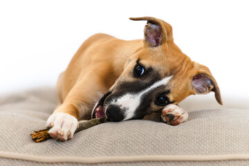 whippet puppy playing on a pillow with a stick