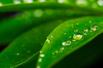 Macro shot of vibrant green leaves adorned with glistening water droplets, creating a fresh and...