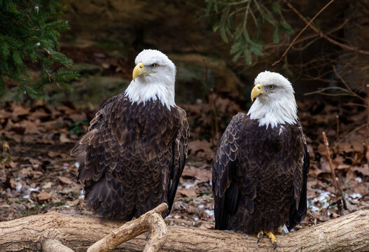 balg eagles 