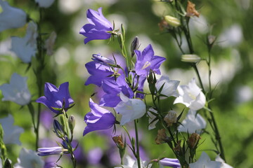Peach leaved bellflowers. Campanula persicifolia.