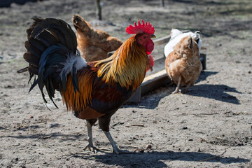 Kolorowy kogut na tle kur, Colorful rooster against a background of hens © Studio RMW