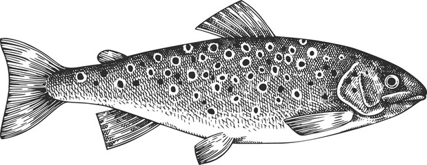 Vintage Style Trout Illustration. Hand Drawn Fish. High Quality Old Fashion Image